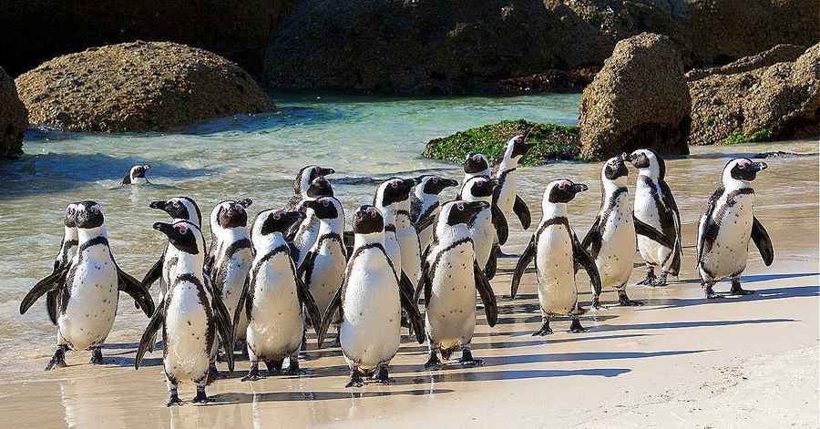Boulders Beach